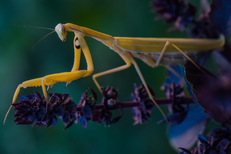 Чёрная вдова паук и богомол