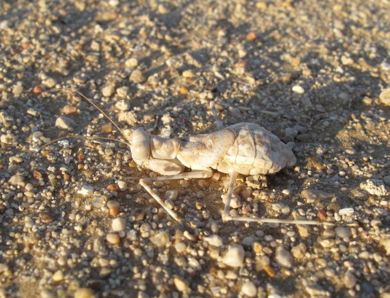 Parasphendale SP богомол