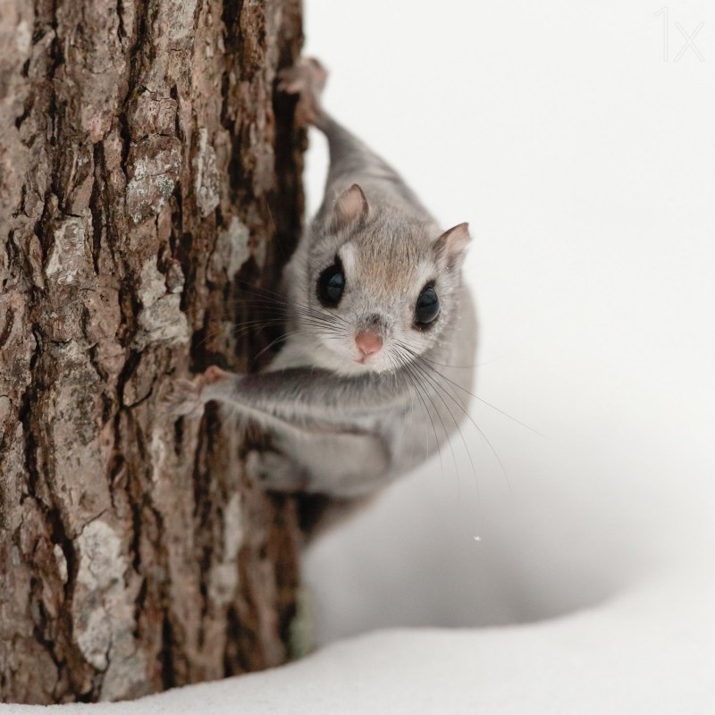 Японская белка Момонга