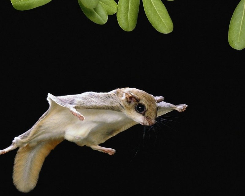 Белка на веточке