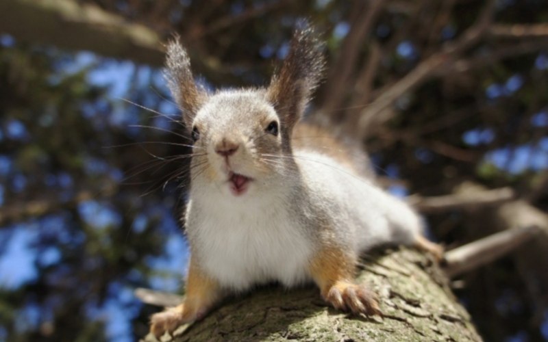 Малабарская гигантская белка