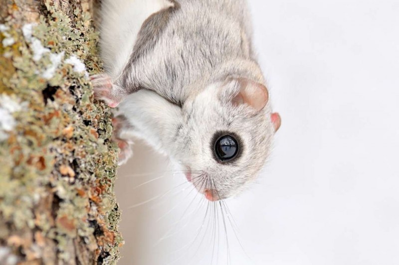 Японская белка Момонга