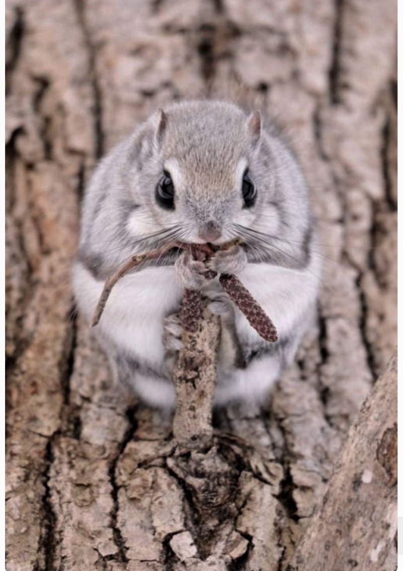 Индийская гигантская белка Ратуфа Детеныши