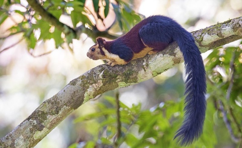 Японская живопись белки