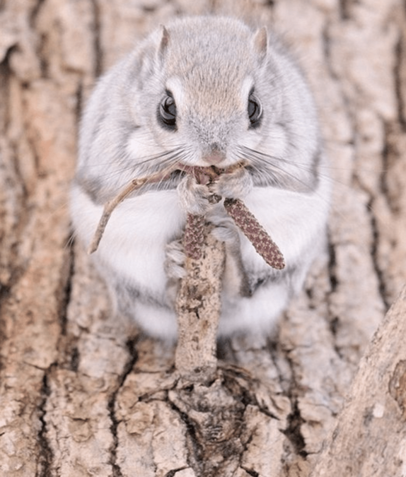 Белка летяга Момонга