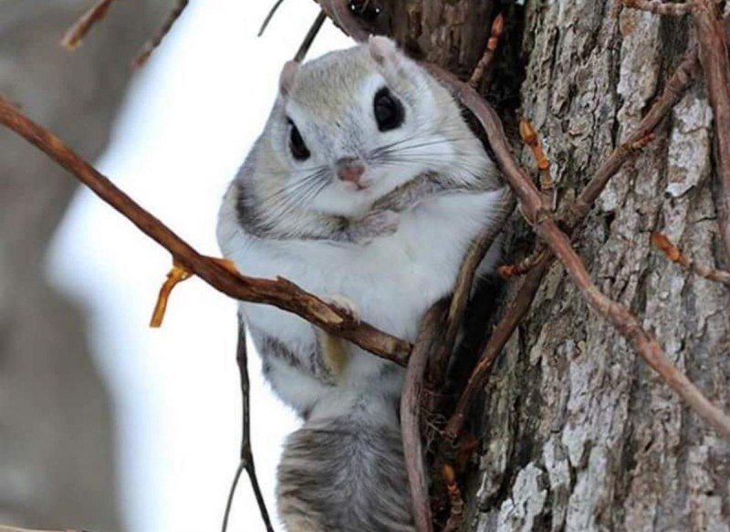 Японская белка Момонга