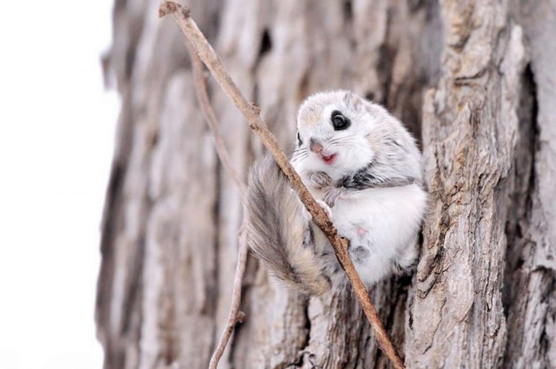 Японская малая белка летяга