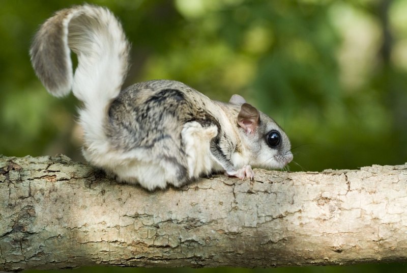 Летяга обыкновенная Pteromys volans