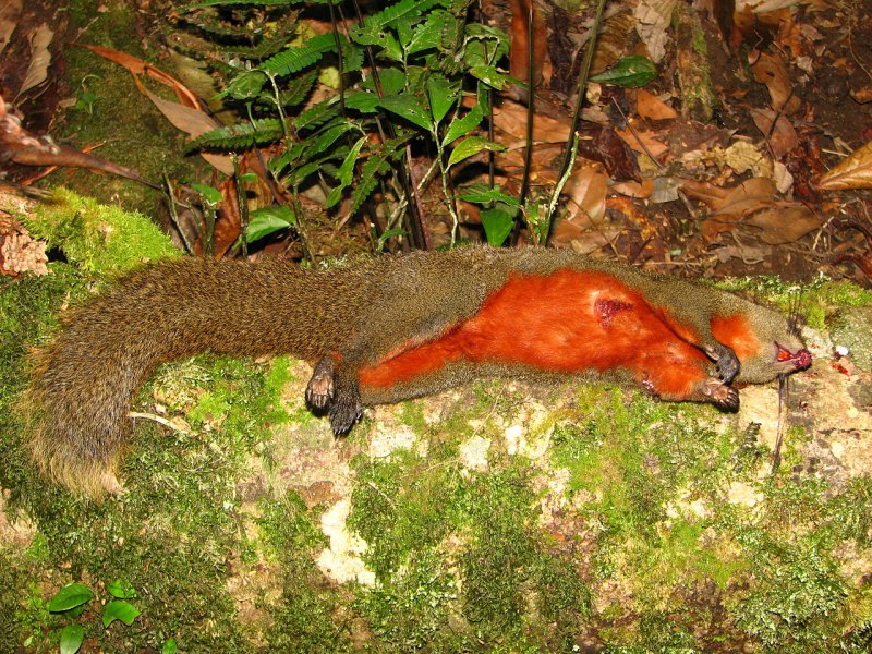 Эдзо Момонга