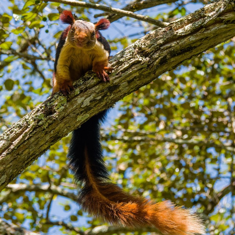 Природа звери и птицы