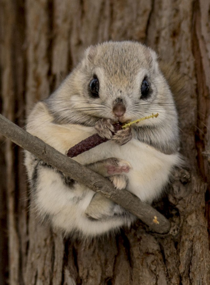 Японская летяга Момонга