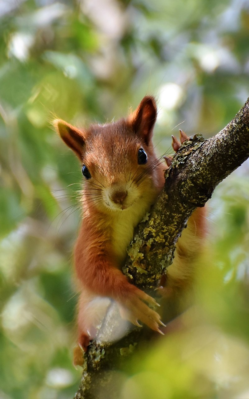 Индийская белка Ратуфа