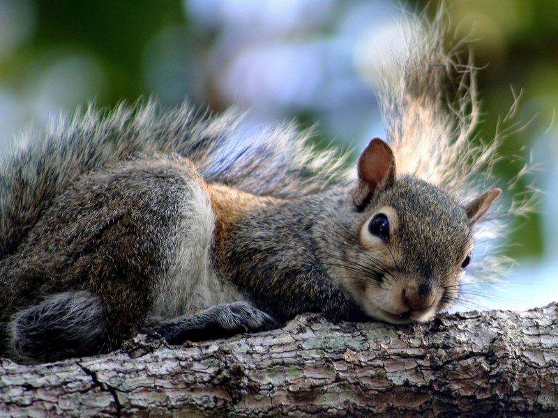 Смешная белка