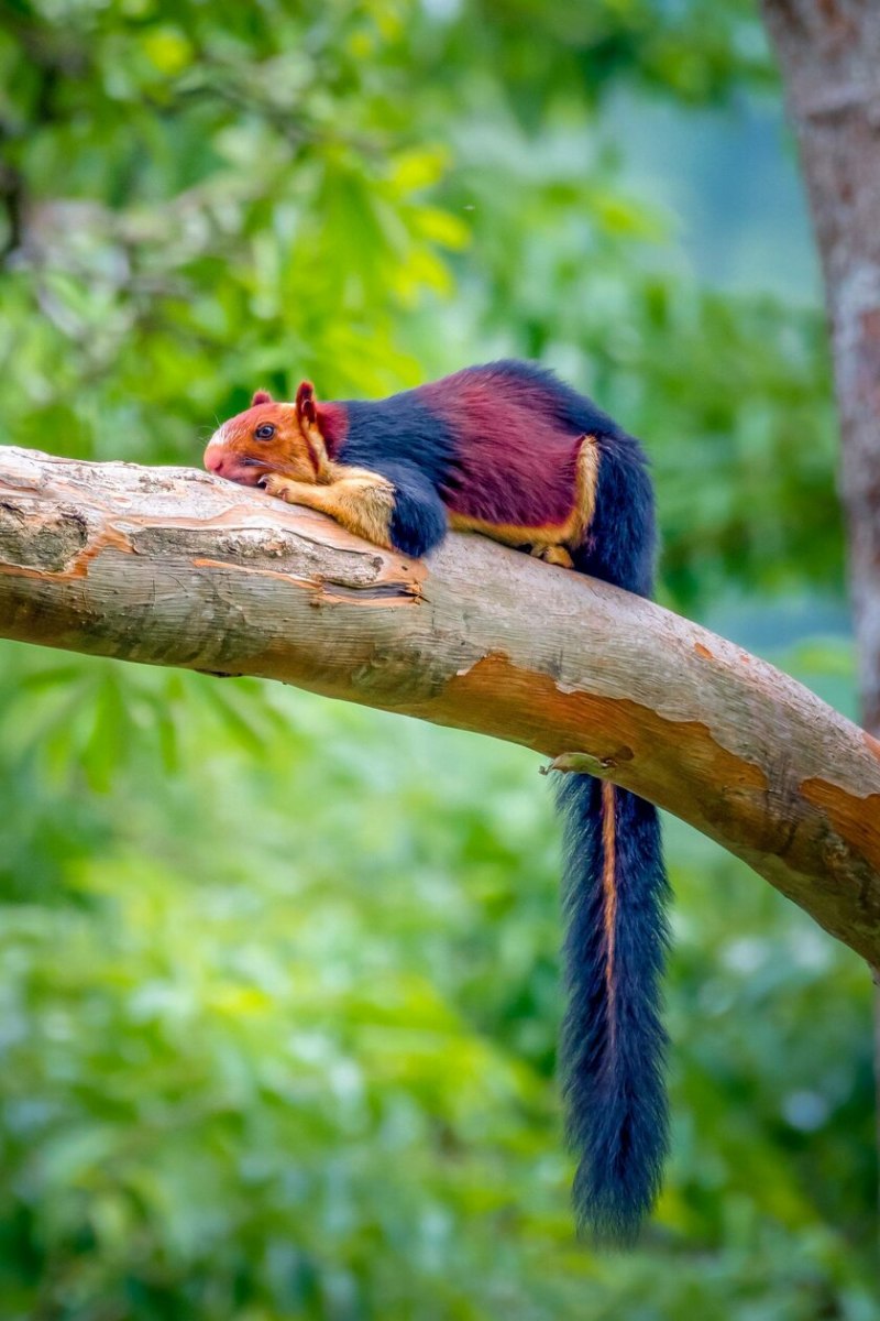 Ратуфа индийская гигантская