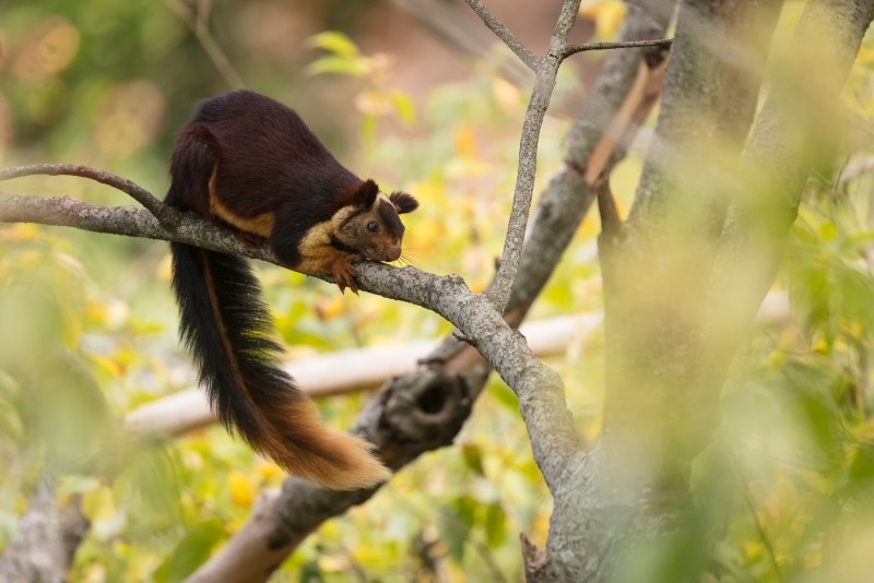 Ратуфа белка в Индии