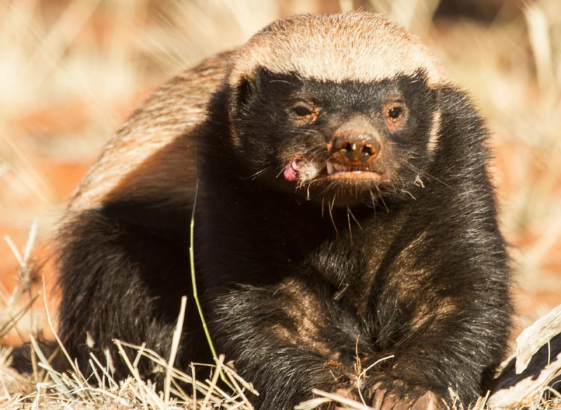 Африканский барсук медоед