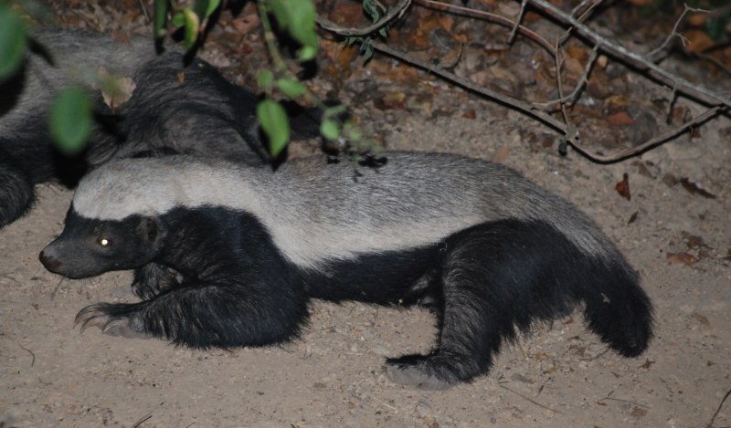 Барсук Росомаха медоед