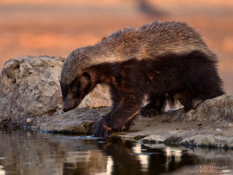 Американский барсук и медоед