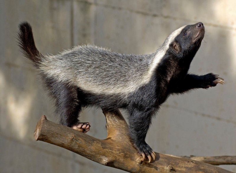 Медоед в иглах дикобраза