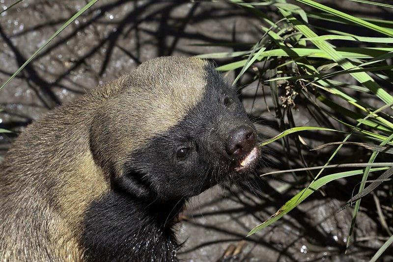 Ручная Росомаха