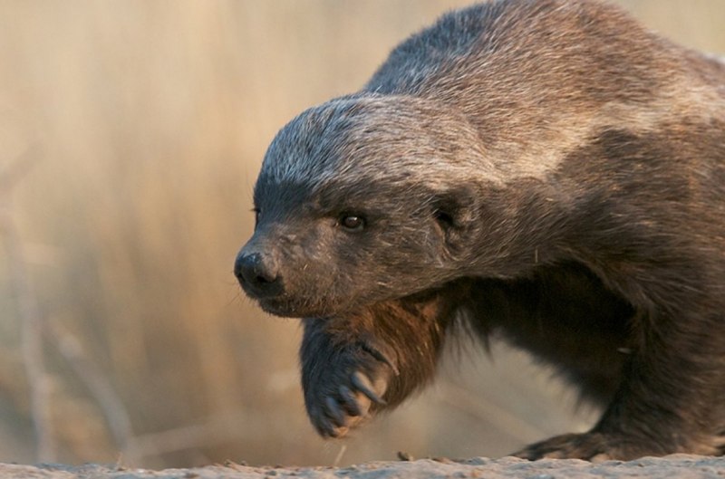 Медоед Удмуртия