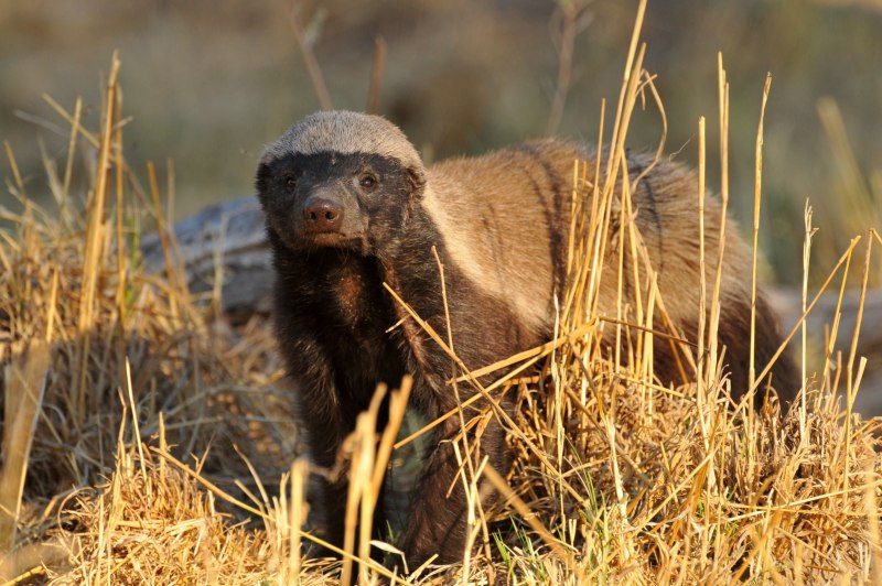 Медоед и Росомаха