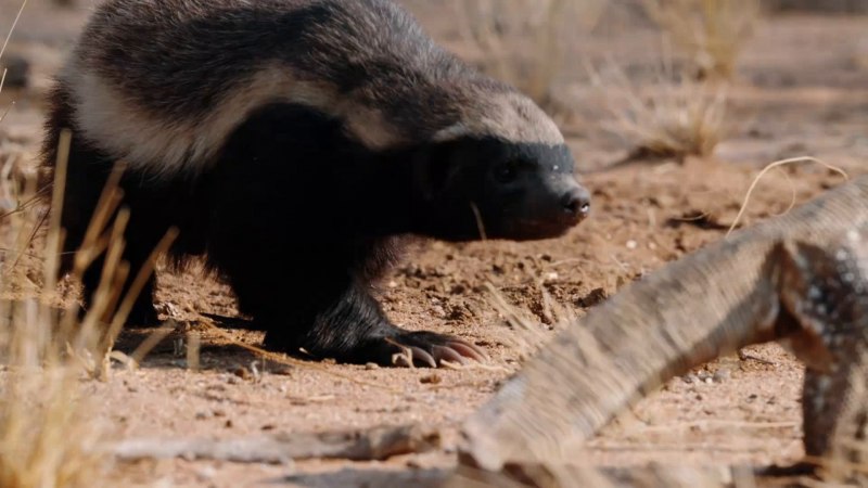 Медоед порода