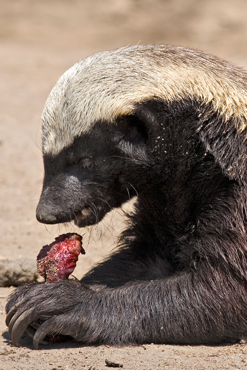 Оскалившаяся Росомаха