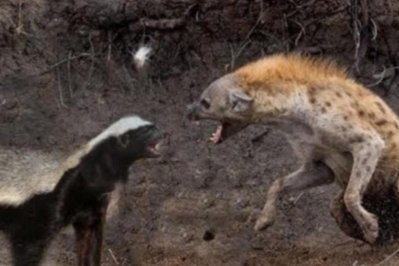 Паук медоед