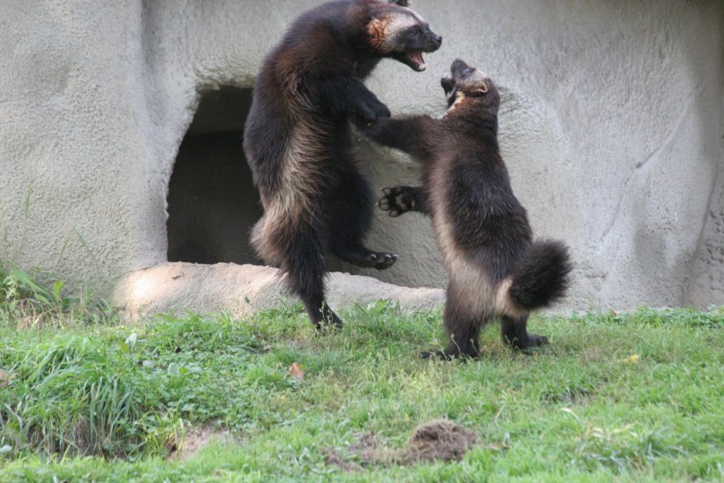 Самый опасный зверь медоед