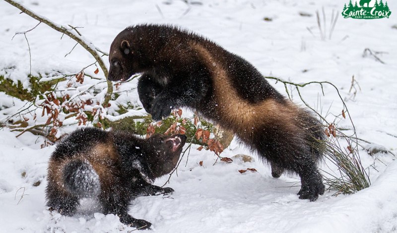 Бесстрашный зверь медоед