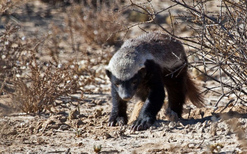 Медоед против крокодила