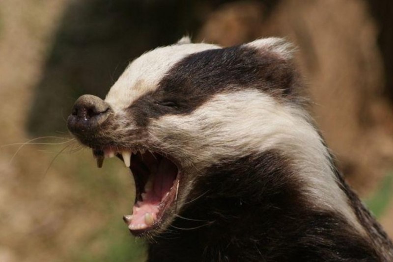 Африканский барсук медоед