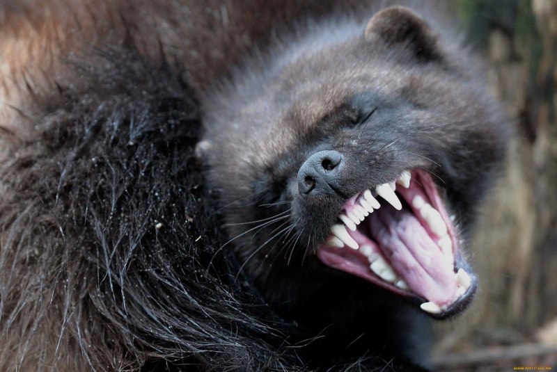 Барсук медоед стая