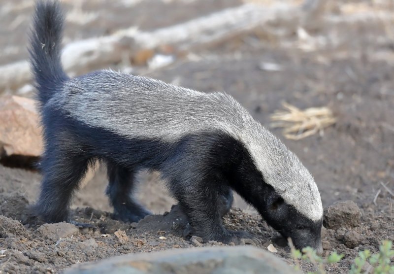 Бобер медоед