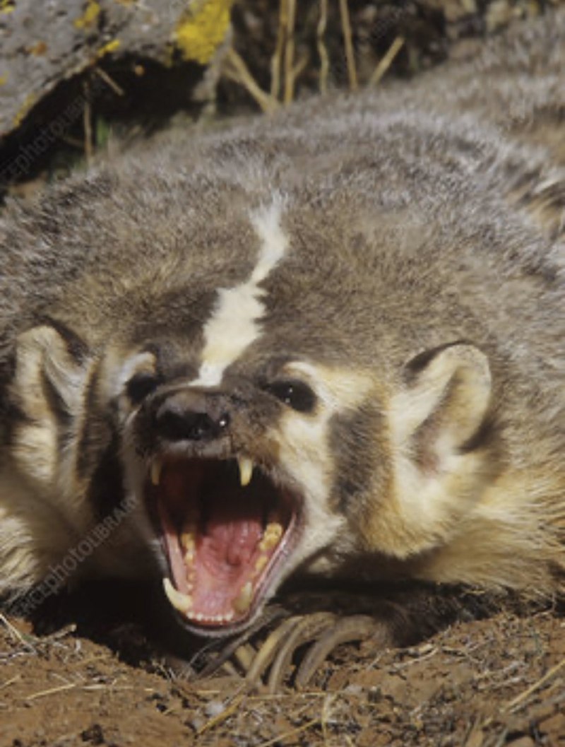 Африканский барсук медоед