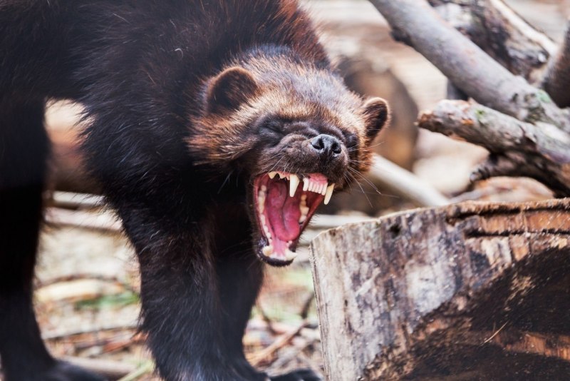 Барсук медоед против Росомахи