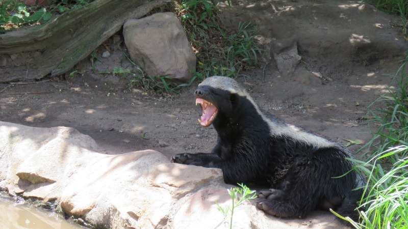 Росомаха против волка бой