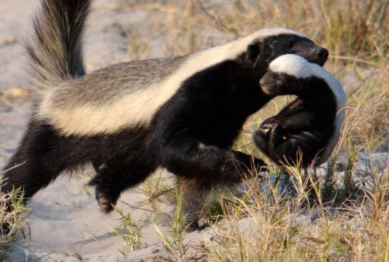 Росомаха Тайга Сибирь