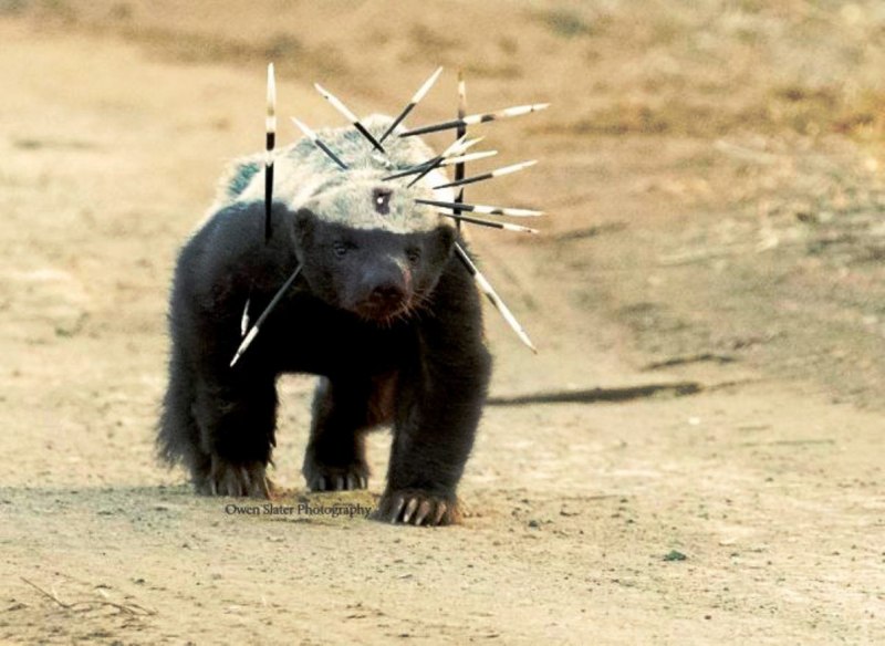 Барсук медоед