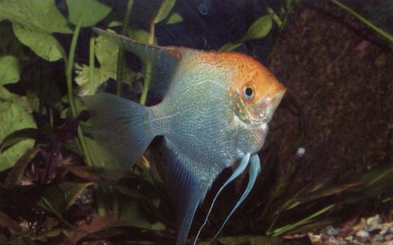 Скалярия Золотая аквариумная рыбка