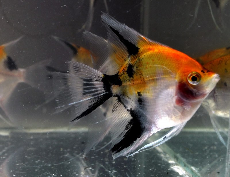 Скалярия Фантом