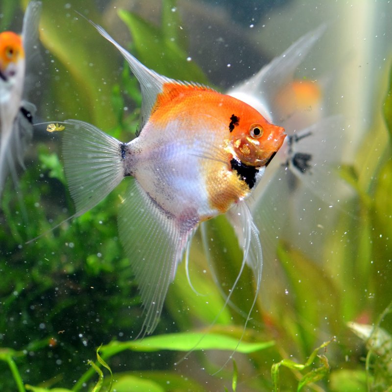 Карликовые скалярии аквариумные