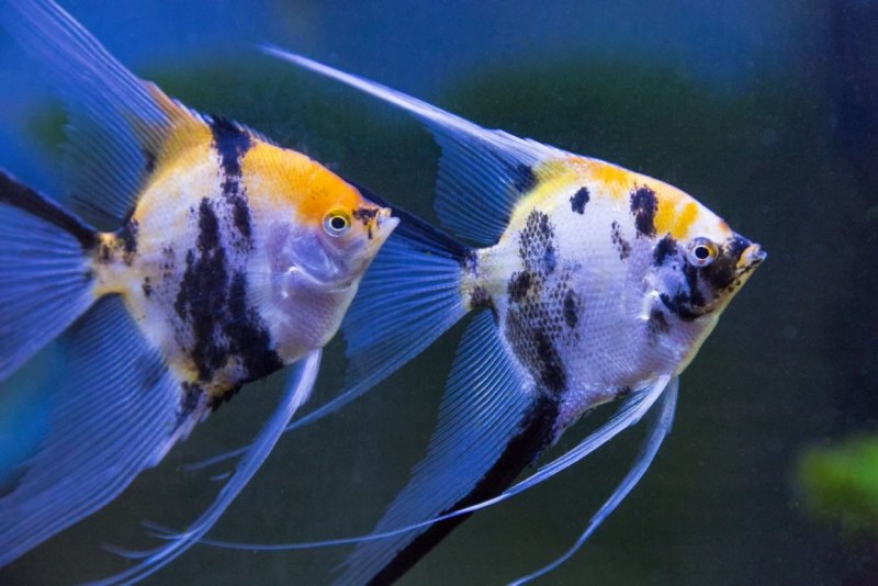 Скалярия аквариумная рыбка