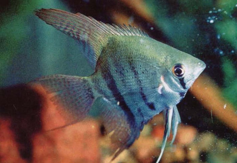 Марокканские скалярии