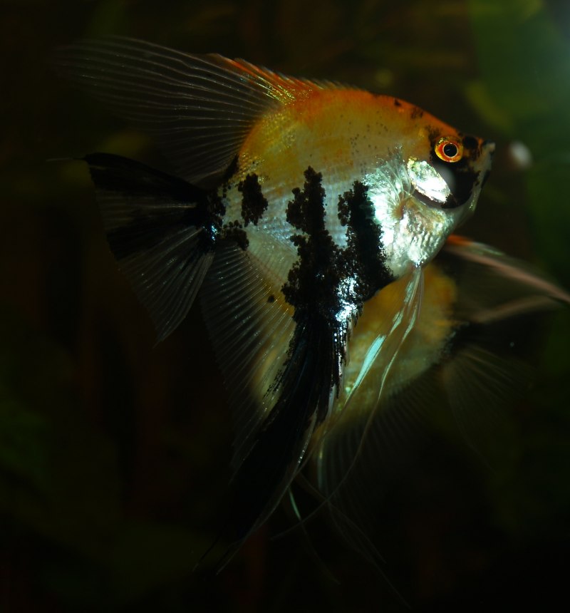 Обыкновенная Скалярия