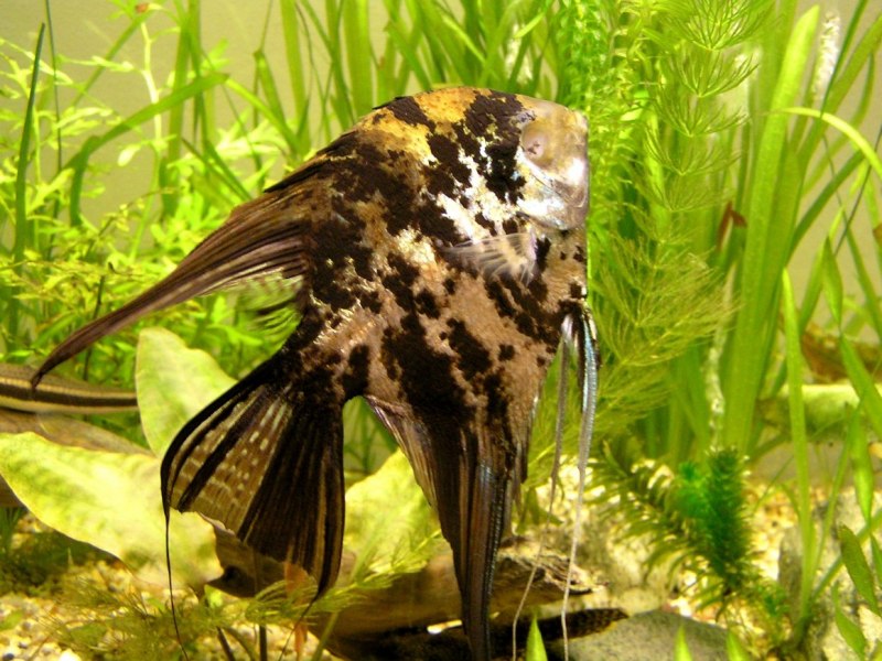 Скалярия аквариумная рыбка