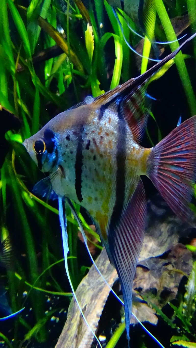 Скалярия аквариумная