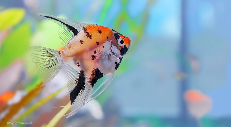 Скалярии полосатые