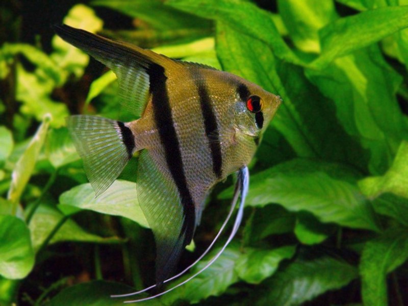 Рыба Скалярия аквариумная